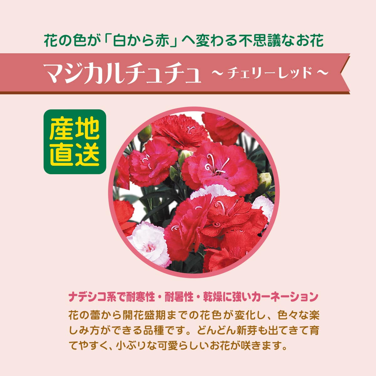 https://www.donguri-sora.com/client_info/DONGURI_SORA/itemimage/55685/55685_13.jpg