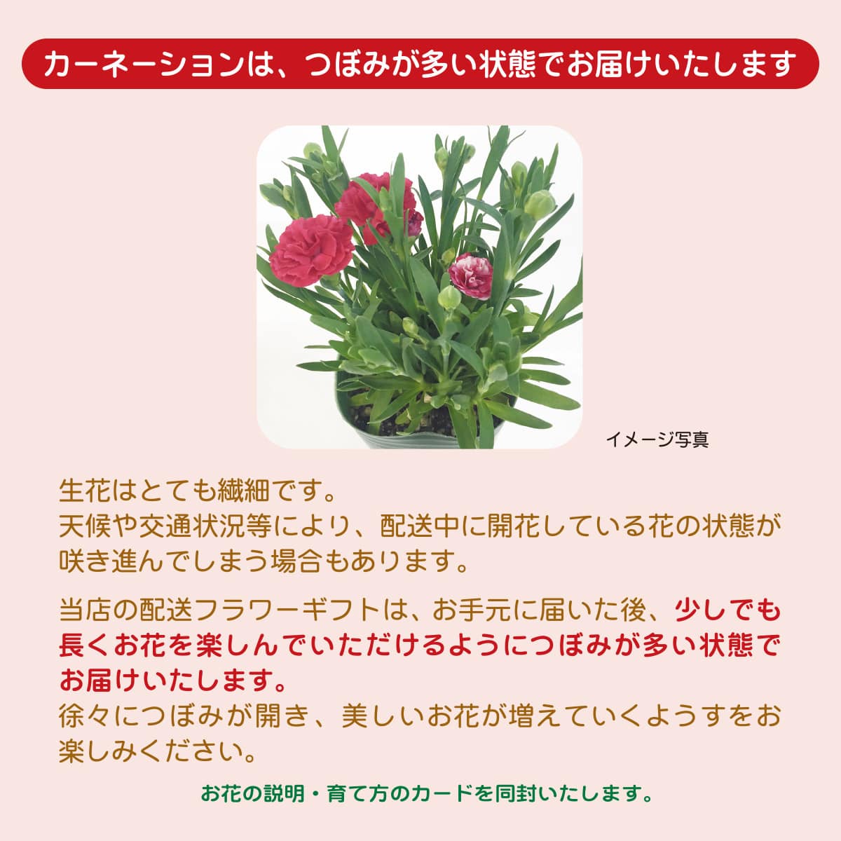 https://www.donguri-sora.com/client_info/DONGURI_SORA/itemimage/55685/cmn_1.jpg