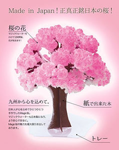 شجرة الساكورا السحرية - Yorozuya Store